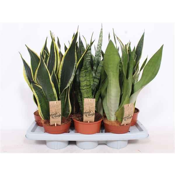 Горшечные цветы и растения оптом Sansevieria Mix от 4шт из Голландии с доставкой по России