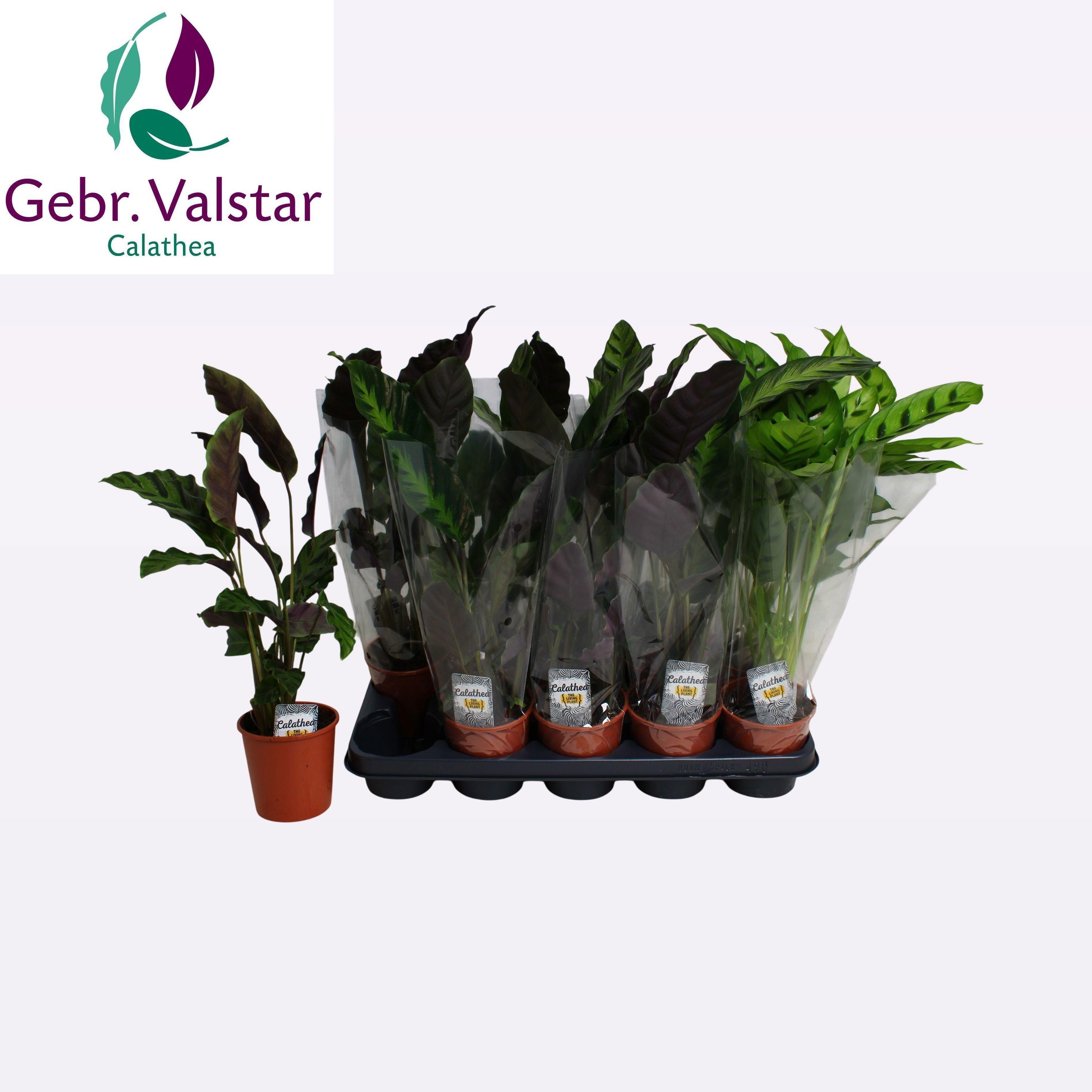 Горшечные цветы и растения оптом Calat Gem 3 Srt от 10шт из Голландии с доставкой по России