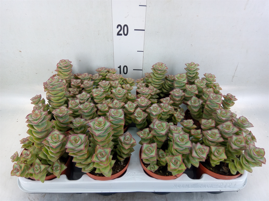 Горшечные цветы и растения оптом Crassula Perforata от 12шт (для телеги) из Голландии с доставкой по России