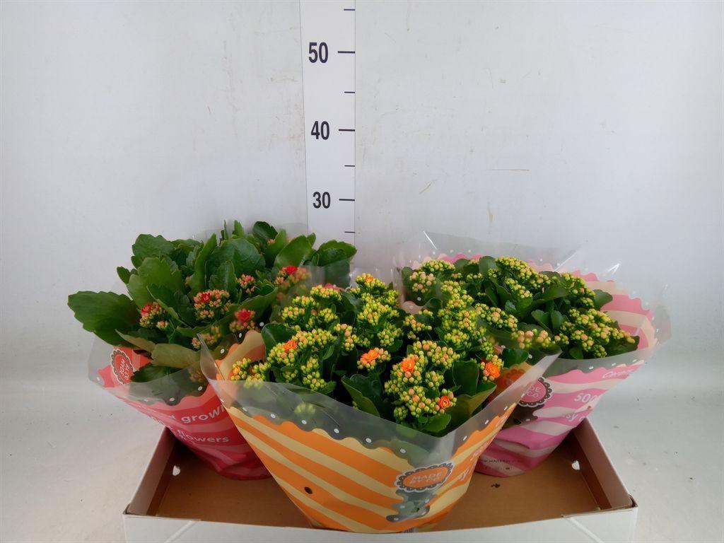 Горшечные цветы и растения оптом Kalanchoe Blos.   ..rosebud Mix  5 от 3шт из Голландии с доставкой по России