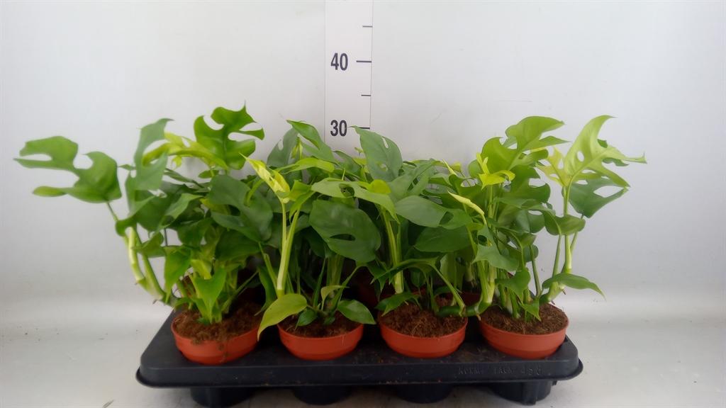 Горшечные цветы и растения оптом Rhaphidophora Tetrasperma от 8шт из Голландии с доставкой по России