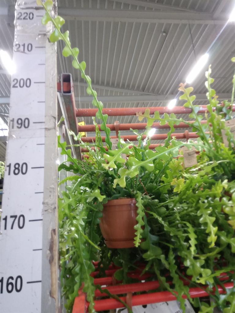 Горшечные цветы и растения оптом Epiphyllum Anguliger от 1шт из Голландии с доставкой по России