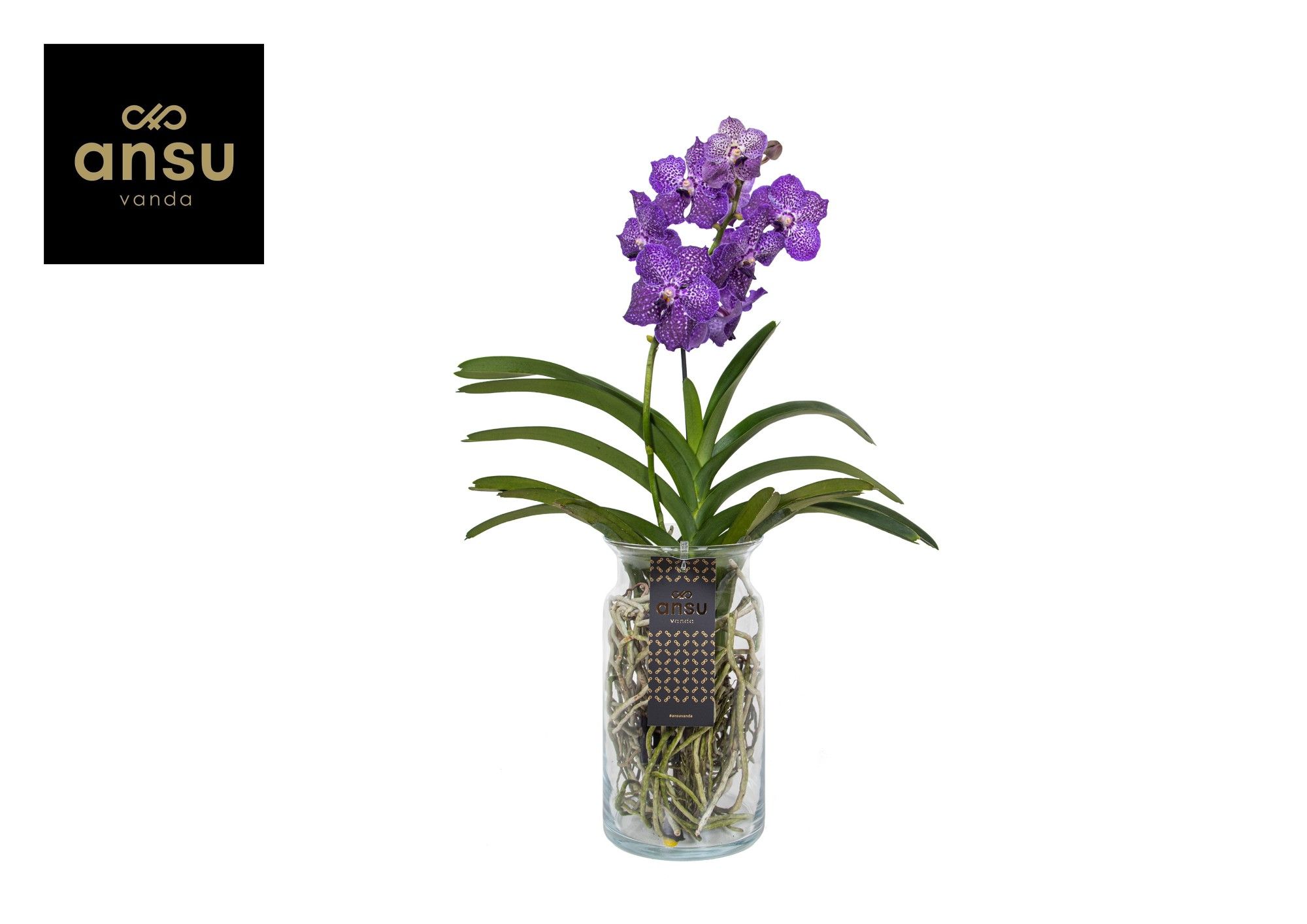 Горшечные цветы и растения оптом Vanda Bose Xl Purple от 5шт из Голландии с доставкой по России