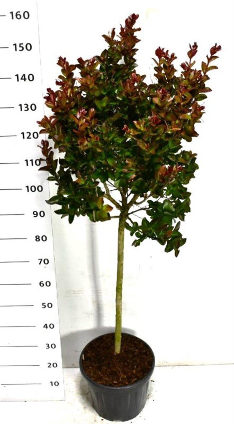 Горшечные цветы и растения оптом Lagerstroemia I. Pink Velour On Stem от 1шт из Голландии с доставкой по России