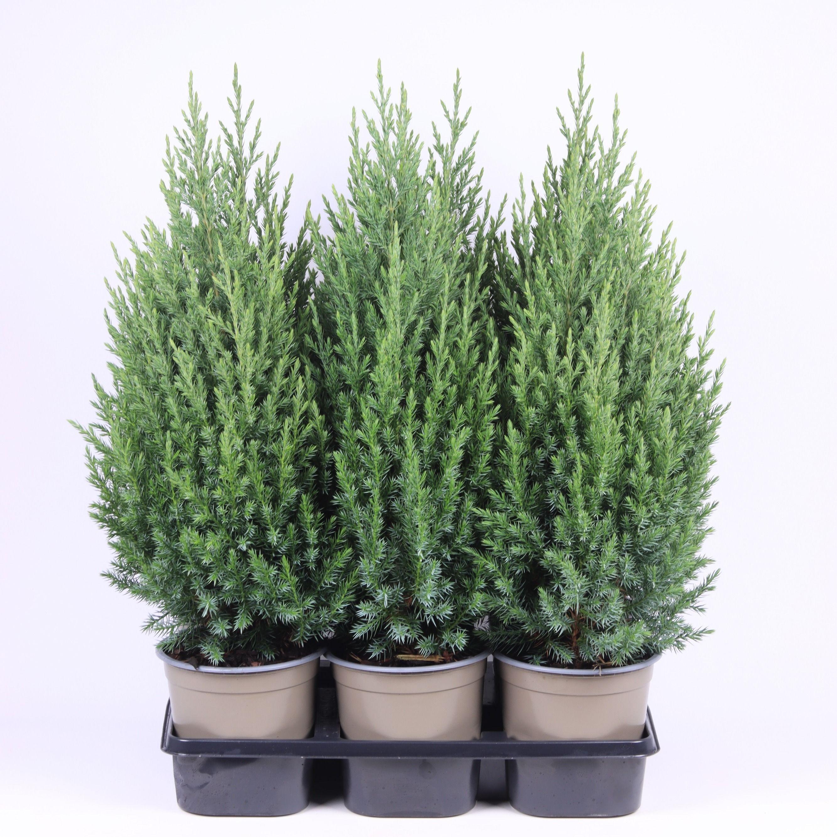 Горшечные цветы и растения оптом Juniperus Chinensis Stricta Blue Sleeve от 6шт из Голландии с доставкой по России