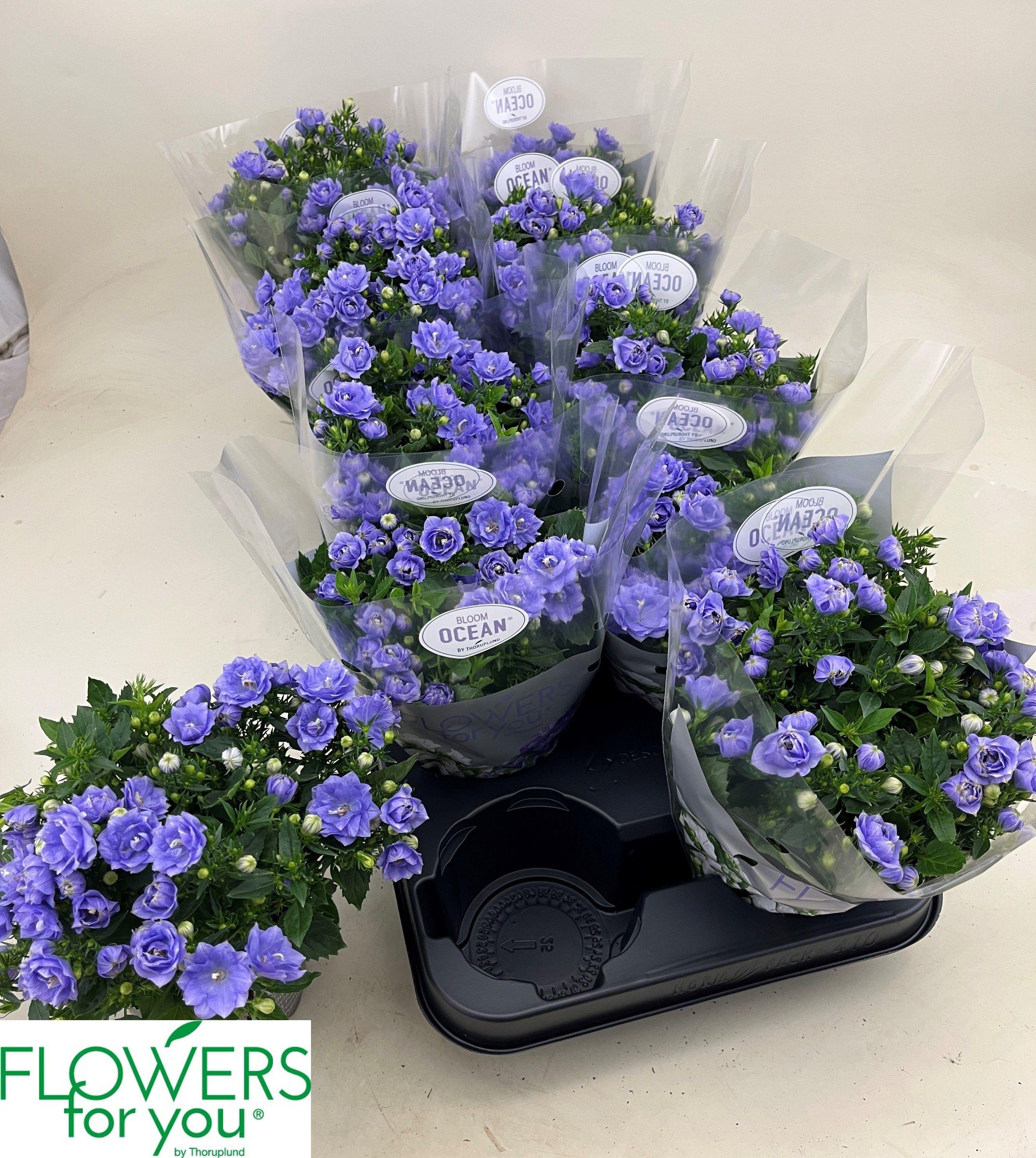 Горшечные цветы и растения оптом Camp Ov от 10шт (для телеги) из Голландии с доставкой по России