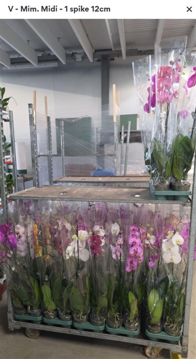 Горшечные цветы и растения оптом Phal 1st Mix 9+ (orchid Growers) от 10шт из Голландии с доставкой по России