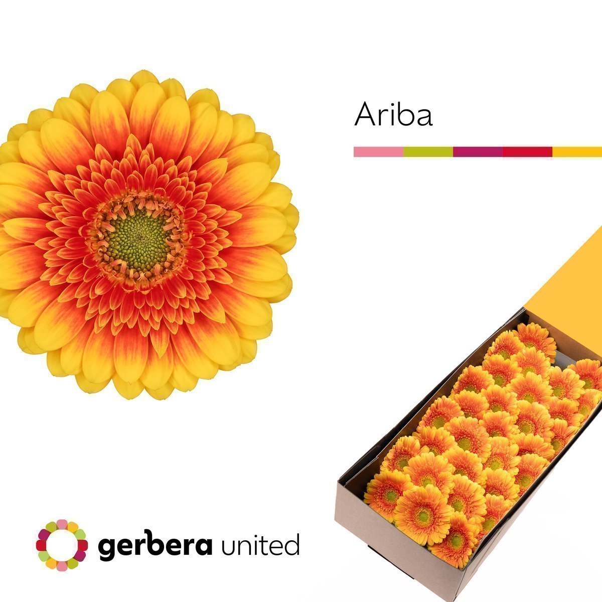 Срезанные цветы оптом Germini ariba от 60шт. из Голландии с доставкой по России