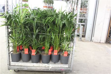 Горшечные цветы и растения оптом ** Howea Forsteriana * Spring Deal * от 1шт из Голландии с доставкой по России