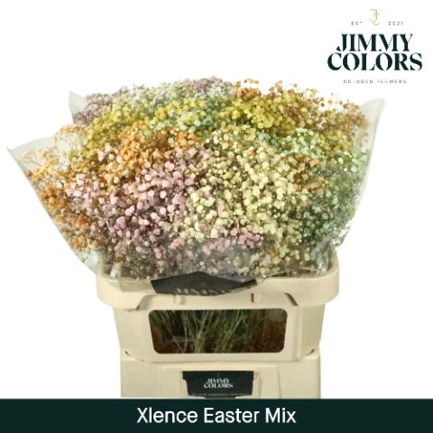 Срезанные цветы оптом Gyps large paint mix easter от 25шт из Голландии с доставкой по России