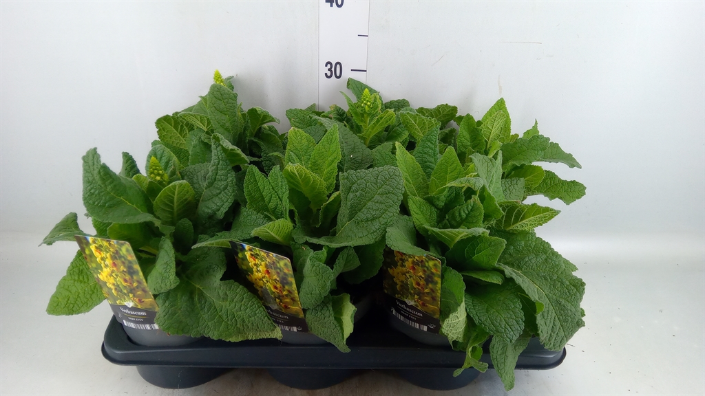 Горшечные цветы и растения оптом Verbascum Densiflorum от 6шт из Голландии с доставкой по России