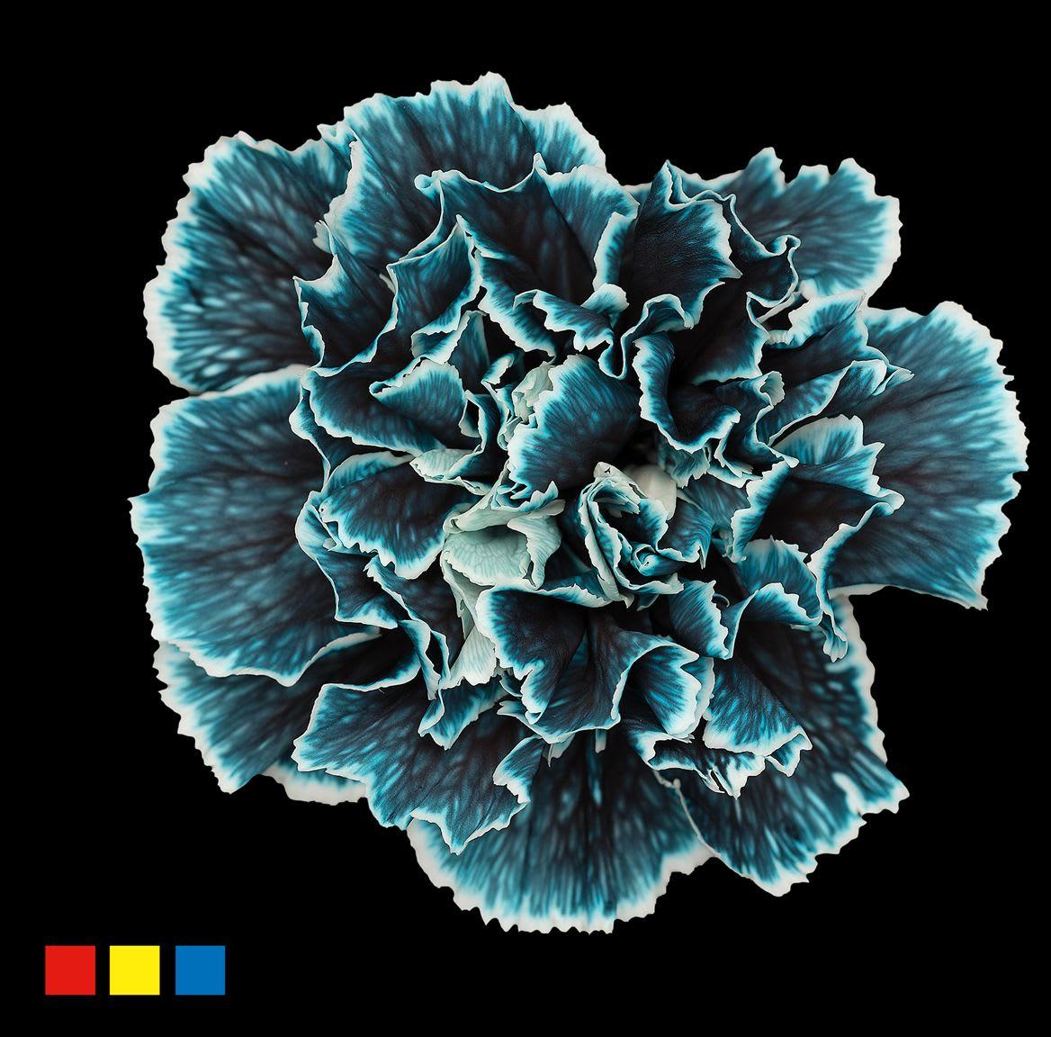 Срезанные цветы оптом Dianthus st paint navy от 80шт из Голландии с доставкой по России