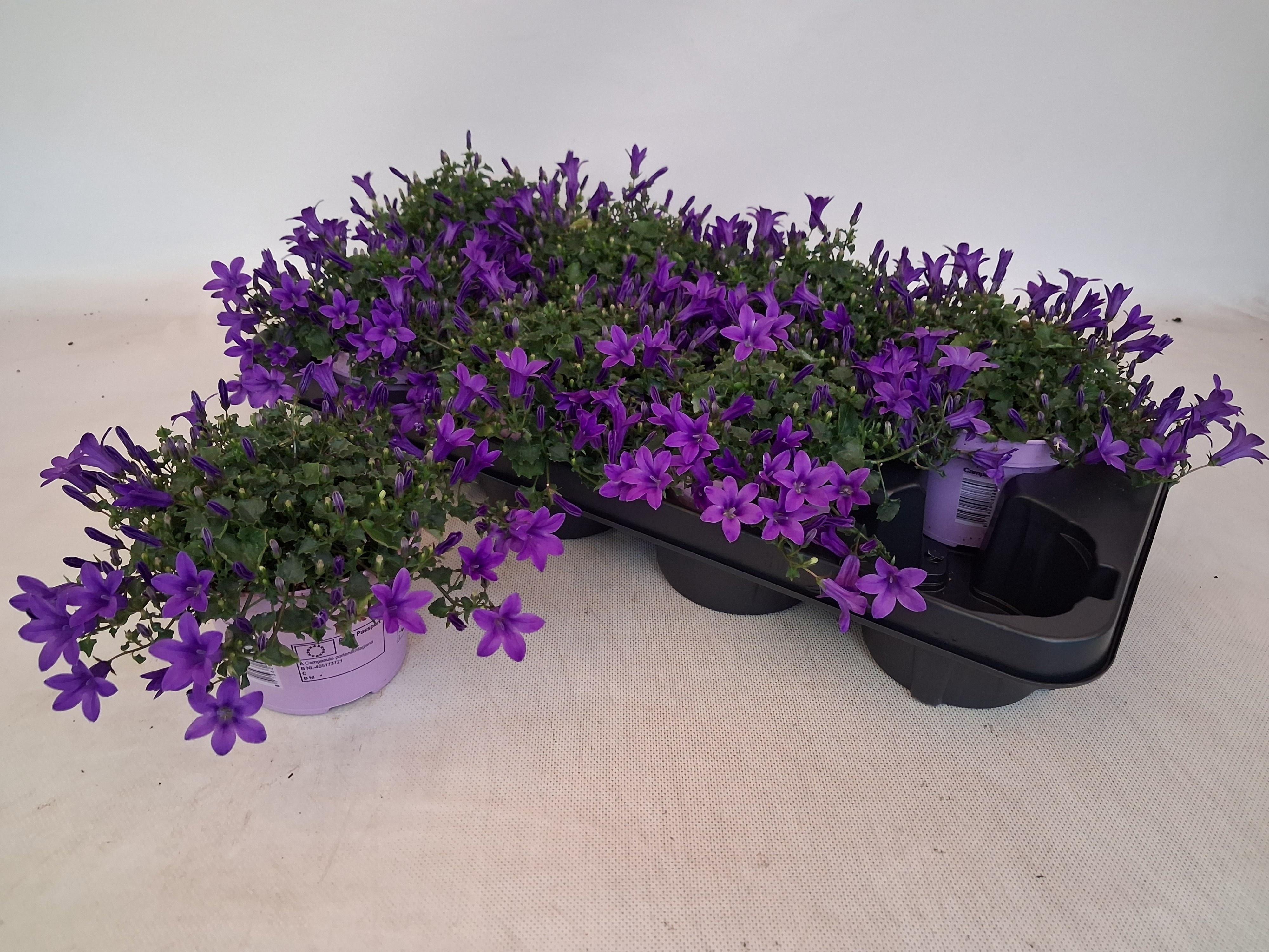 Горшечные цветы и растения оптом Camp Ov от 8шт (для телеги) из Голландии с доставкой по России