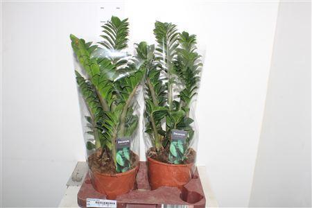 Горшечные цветы и растения оптом Zamioculcas Zenzi от 2шт из Голландии с доставкой по России