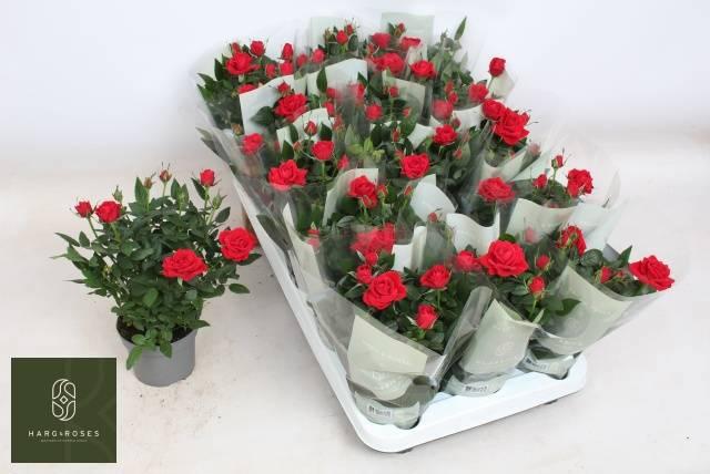 Горшечные цветы и растения оптом Ro Apache Kordana от 15шт из Голландии с доставкой по России