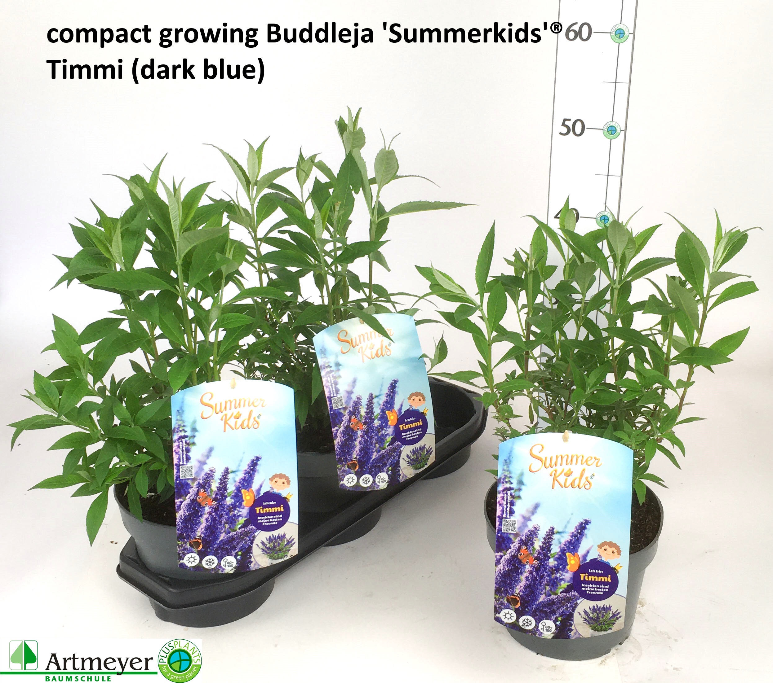 Горшечные цветы и растения оптом Budd Sum Kid Gem от 3шт из Голландии с доставкой по России