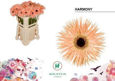 Срезанные цветы оптом Gerbera gerspider harmony от 40шт из Голландии с доставкой по России