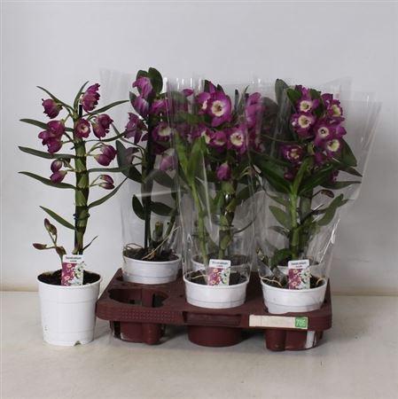 Горшечные цветы и растения оптом Dend Nobile 1 Branche от 6шт из Голландии с доставкой по России