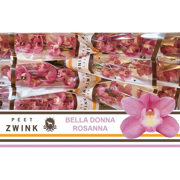 Срезанные цветы оптом Cymbidium pink bella donna rosanna от 12шт из Голландии с доставкой по России