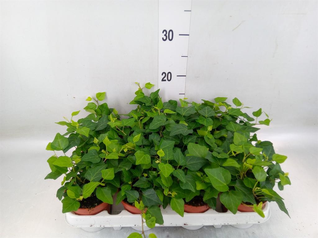 Горшечные цветы и растения оптом Hedera   ...green Leafed от 12шт (для телеги) из Голландии с доставкой по России