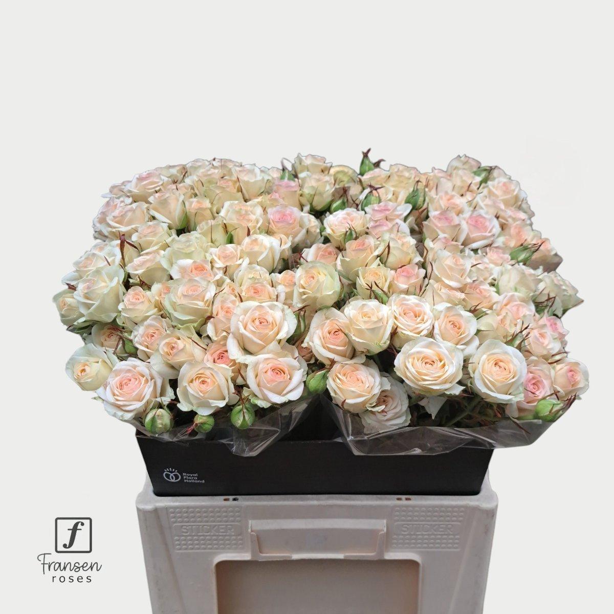 Срезанные цветы оптом Rosa spray pinky promise от 40шт из Голландии с доставкой по России