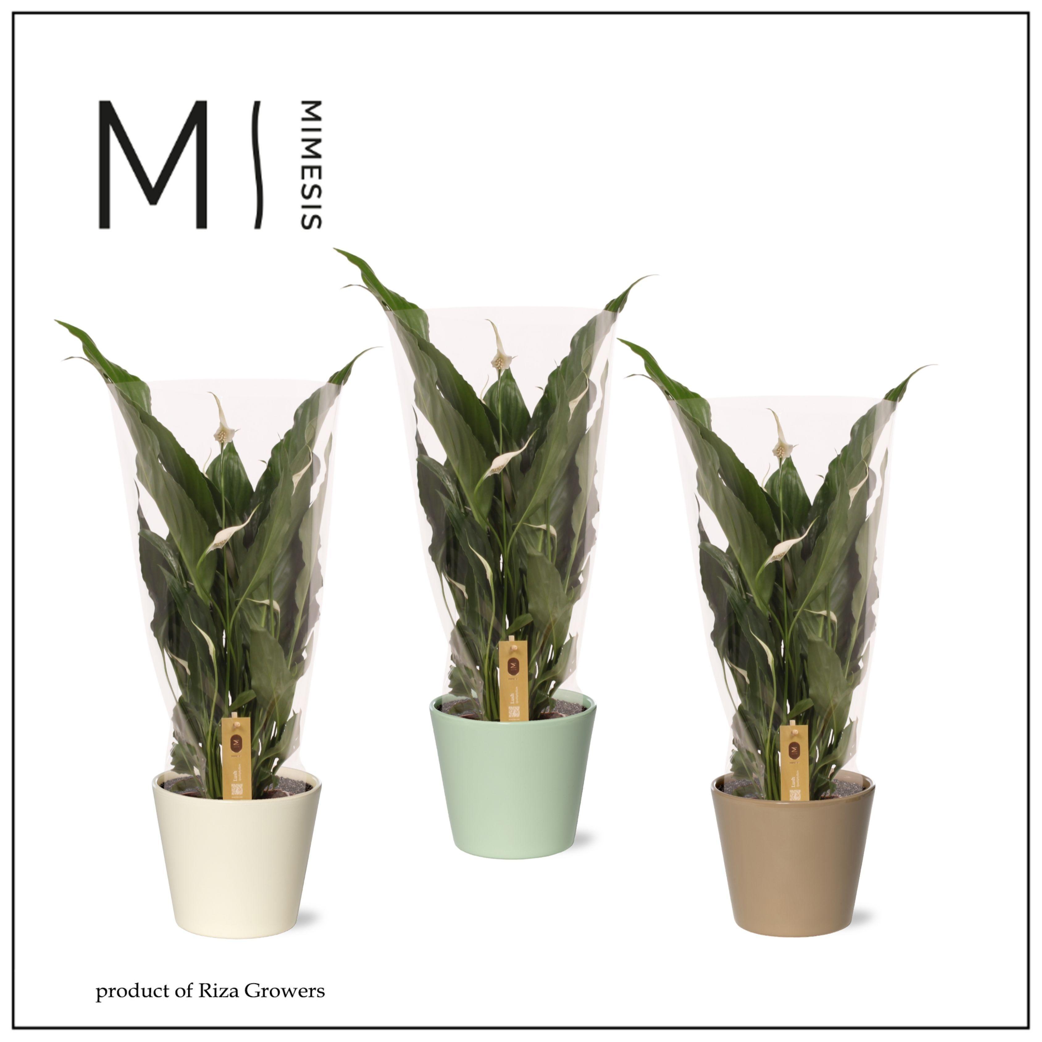 Горшечные цветы и растения оптом Spathiphyllum Sweet Chico от 6шт из Голландии с доставкой по России