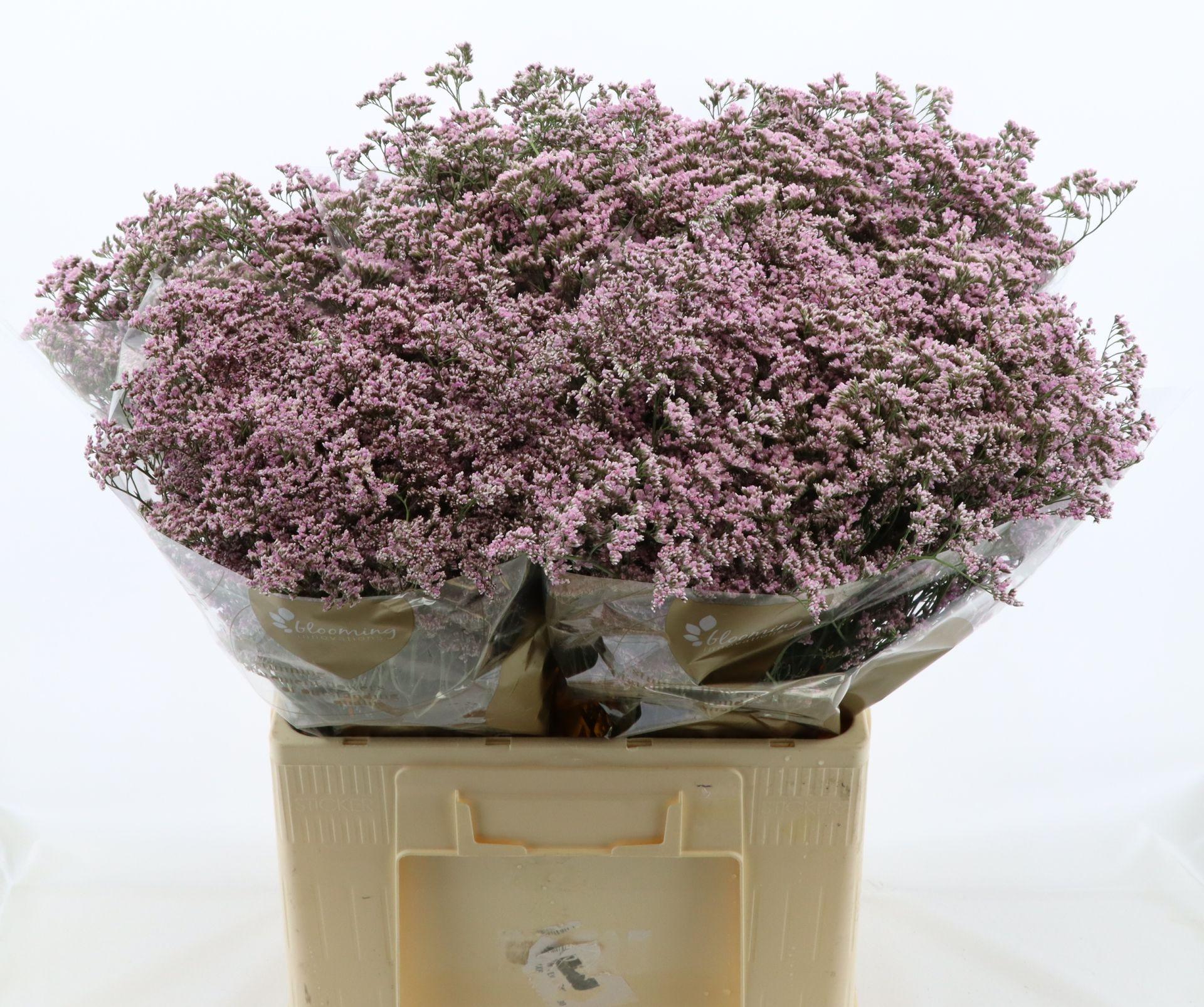 Срезанные цветы оптом Limonium safora oshi pink от 100шт из Голландии с доставкой по России