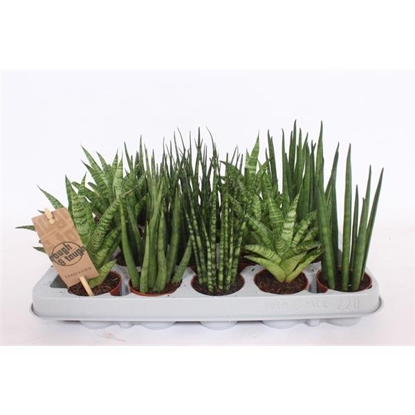 Горшечные цветы и растения оптом Sansevieria Luxe Mix от 20шт (для телеги) из Голландии с доставкой по России