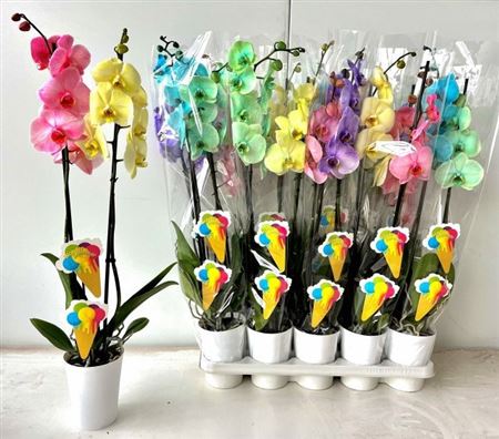 Горшечные цветы и растения оптом Phal **paint** Mix 2 Branche 16+ от 9шт из Голландии с доставкой по России