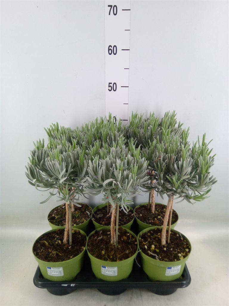 Горшечные цветы и растения оптом Lavandula Angus. от 6шт из Голландии с доставкой по России