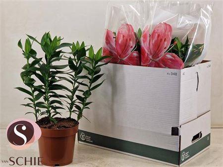 Горшечные цветы и растения оптом Lil Or Magny Cours 5+ от 5шт из Голландии с доставкой по России