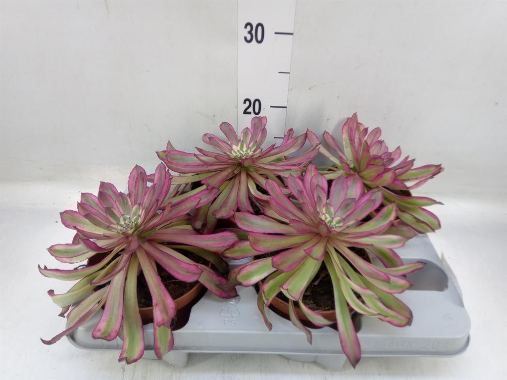 Горшечные цветы и растения оптом Aeonium   ... от 4шт из Голландии с доставкой по России