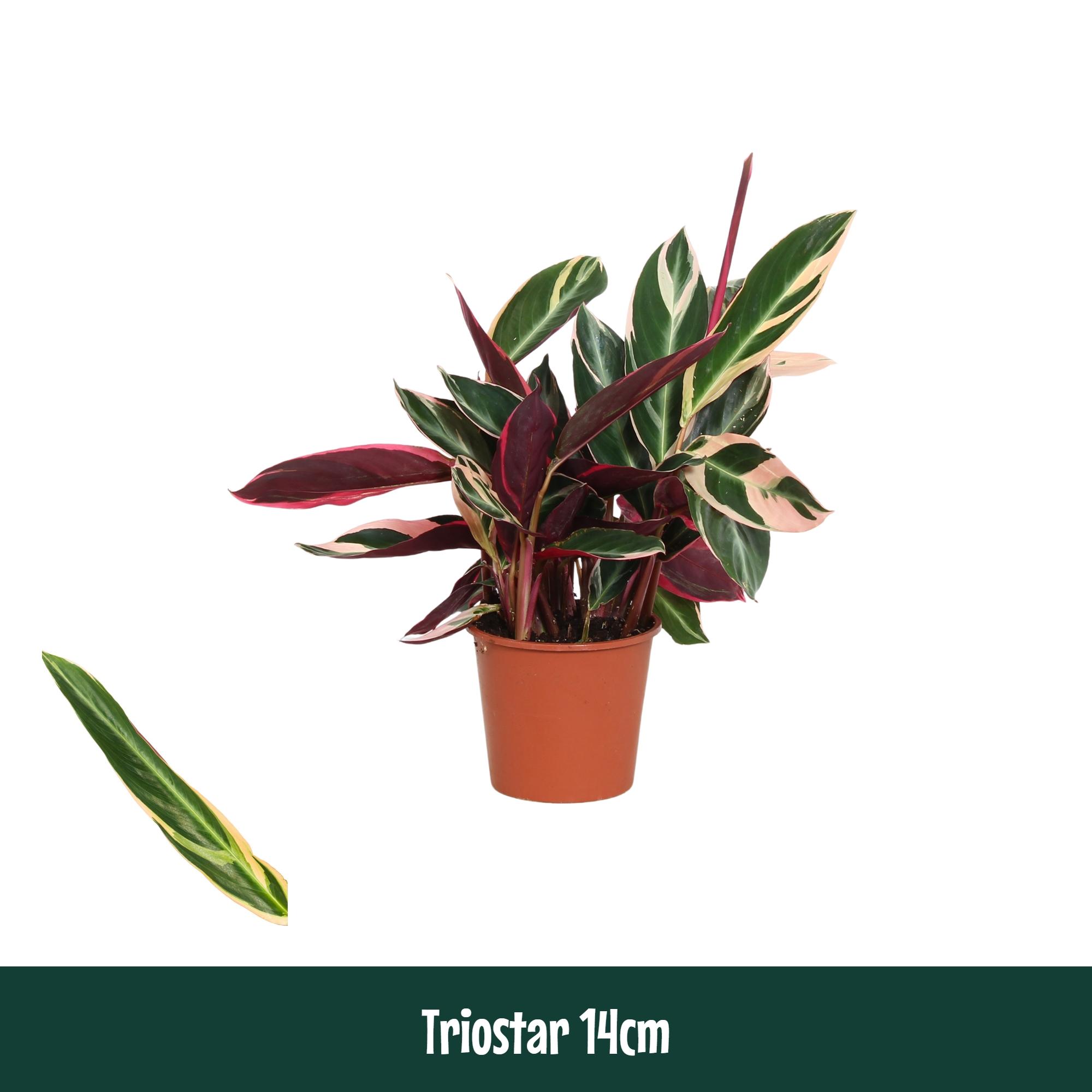 Горшечные цветы и растения оптом Calathea Triostar A от 8шт из Голландии с доставкой по России