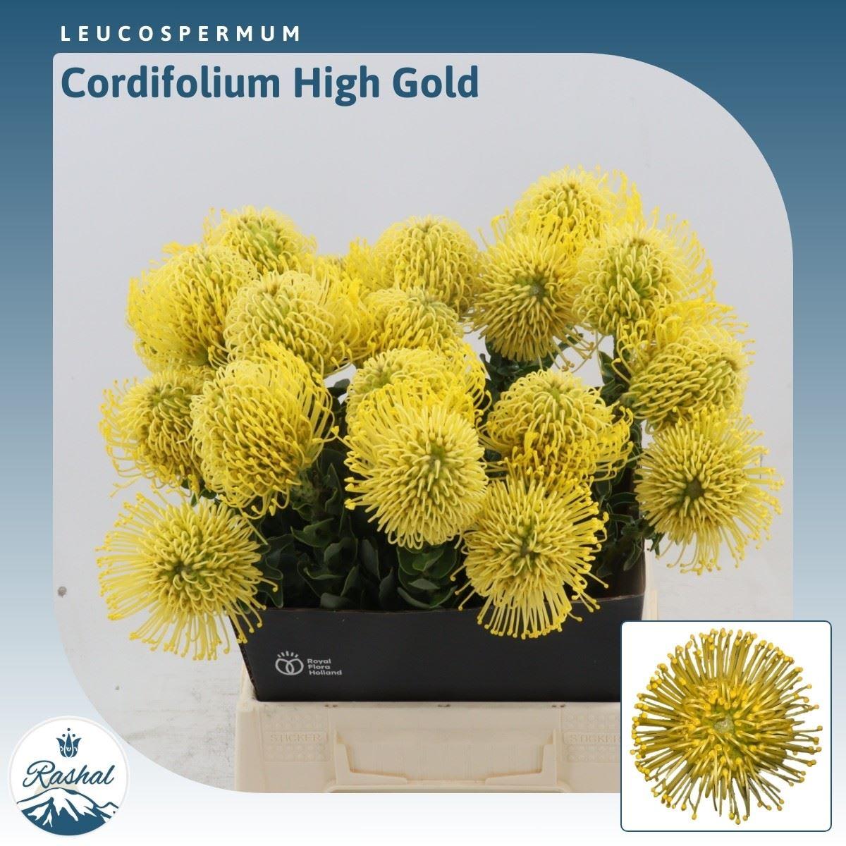Срезанные цветы оптом Nutans high gold от 20шт. из Голландии с доставкой по России