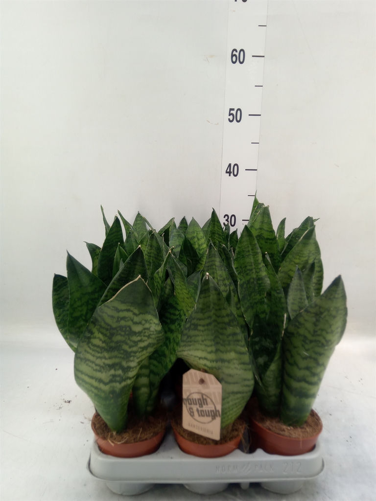 Горшечные цветы и растения оптом Sansevieria Zeylanica от 12шт (для телеги) из Голландии с доставкой по России