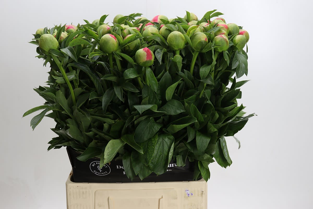 Срезанные цветы оптом Paeonia coral sunset от 50шт. из Голландии с доставкой по России