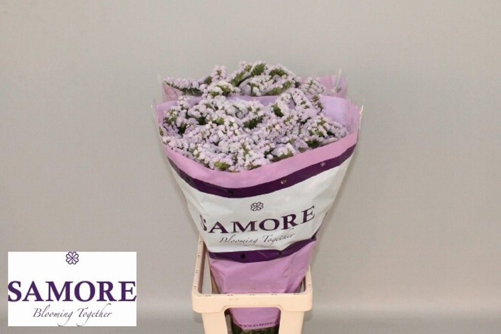 Срезанные цветы оптом Statice tessa lavender от 50шт из Голландии с доставкой по России