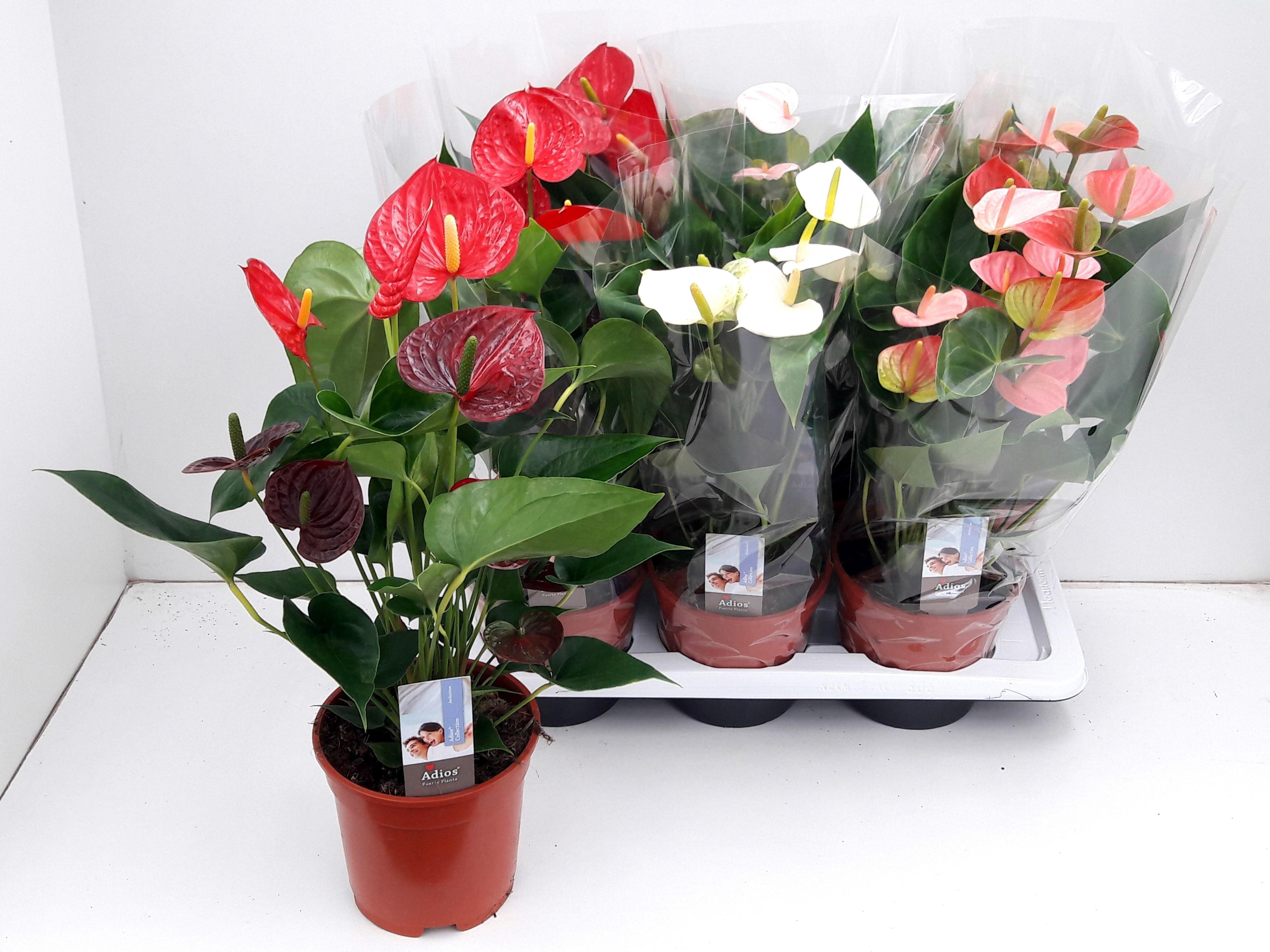 Горшечные цветы и растения оптом Anthu An Gem 3 Kl от 6шт из Голландии с доставкой по России