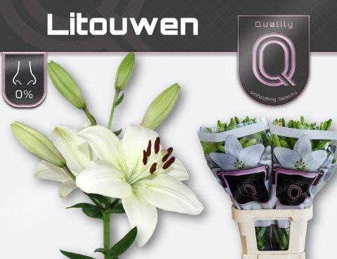 Срезанные цветы оптом Lilium la litouwen от 60шт из Голландии с доставкой по России