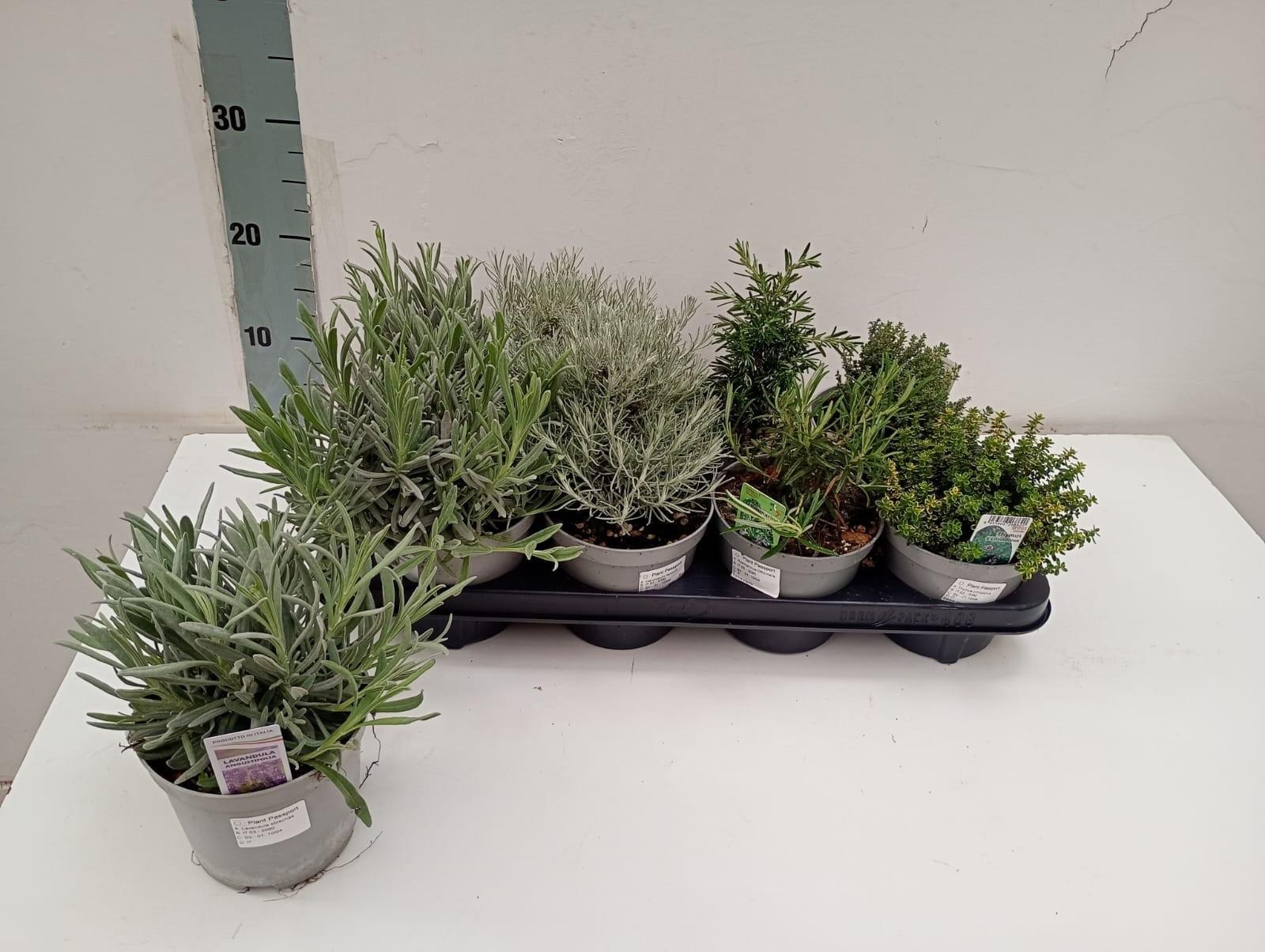 Горшечные цветы и растения оптом Tuinkruiden Gem от 8шт из Голландии с доставкой по России