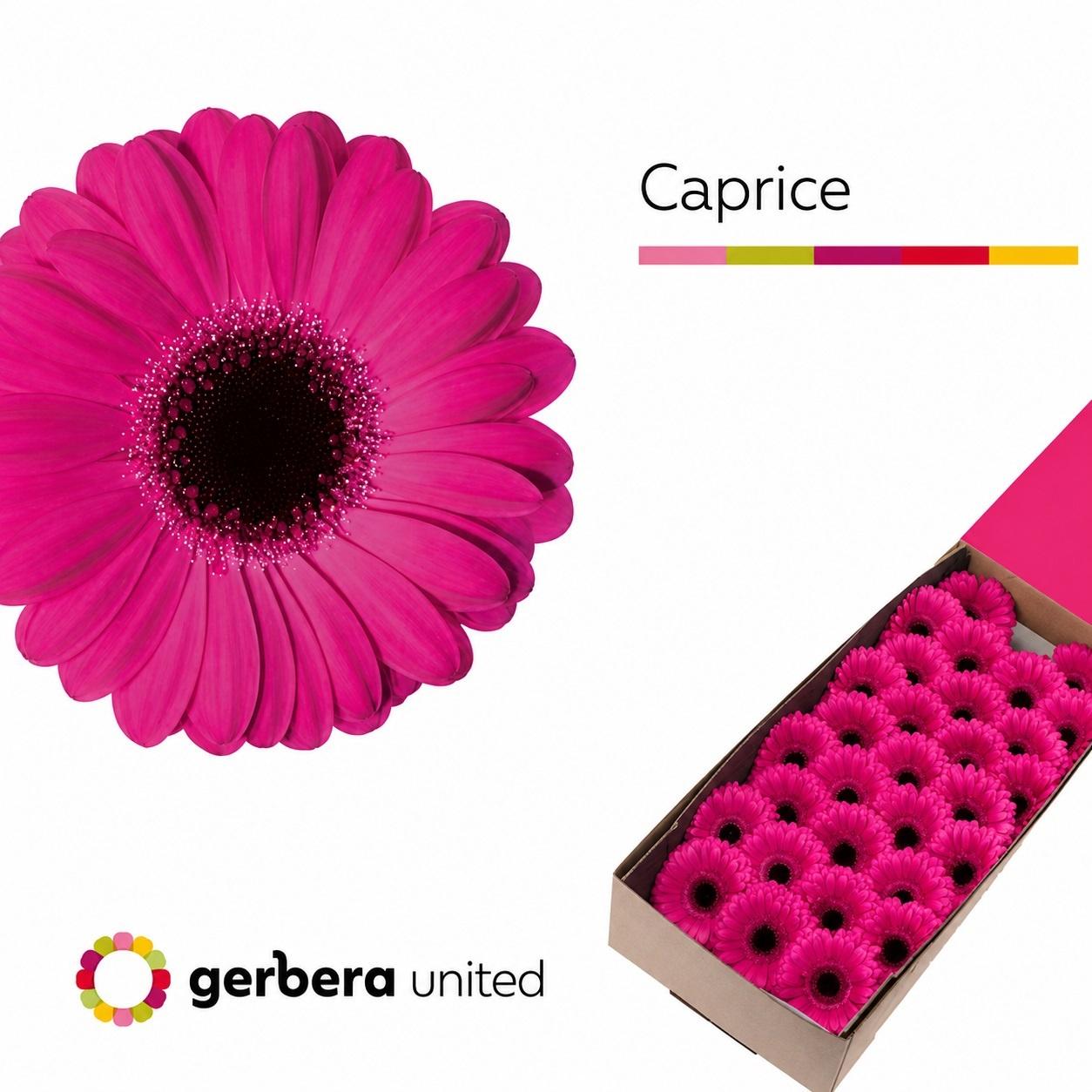 Срезанные цветы оптом Germini caprice от 30шт из Голландии с доставкой по России