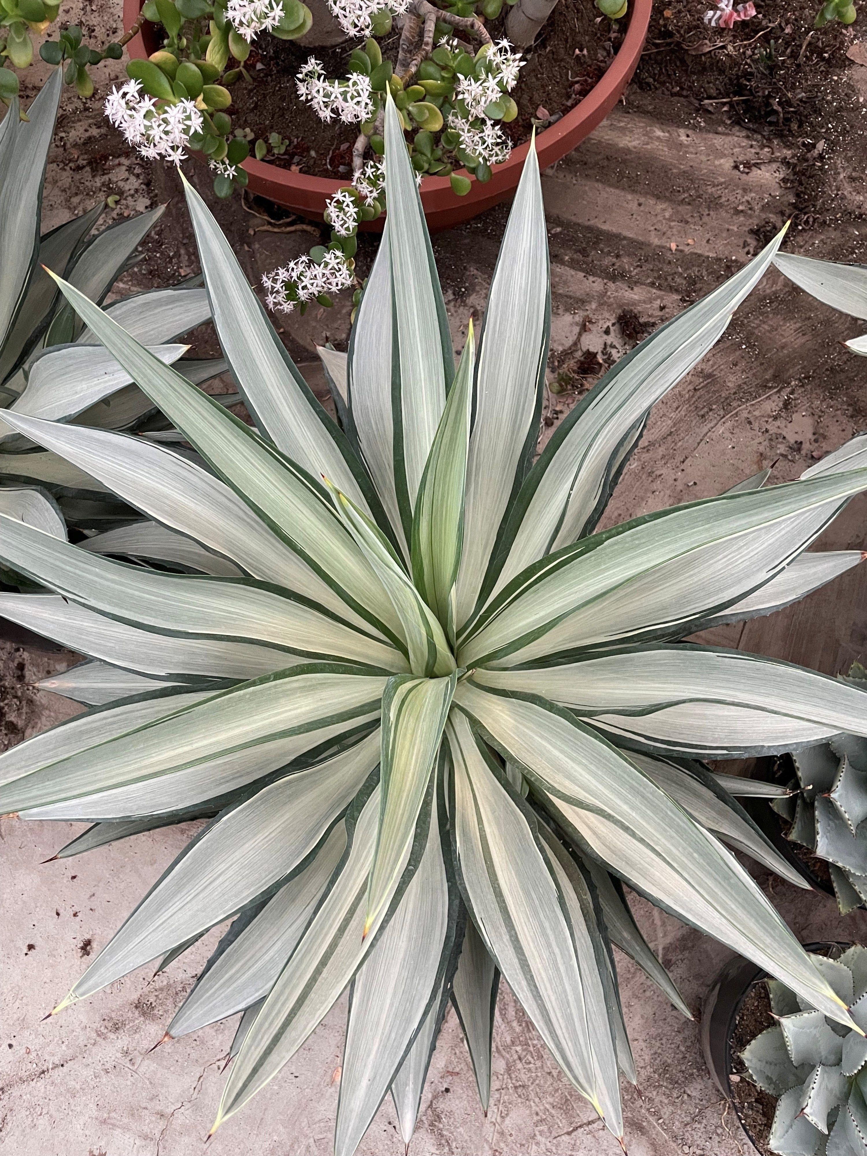 Горшечные цветы и растения оптом Agav Potatorum от 1шт из Голландии с доставкой по России