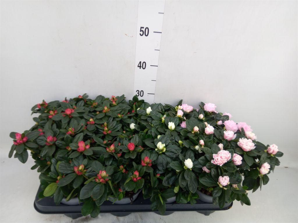 Горшечные цветы и растения оптом Rhododendron Sim.   ...mix от 8шт из Голландии с доставкой по России