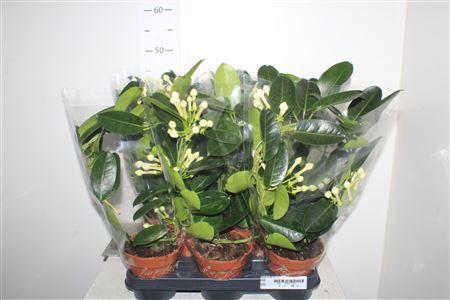 Горшечные цветы и растения оптом Steph Fl Ov 2-3 от 8шт из Голландии с доставкой по России Горшечные цветы и растения оптом Steph Fl Ov 2-3 от 8шт из Голландии с доставкой по России