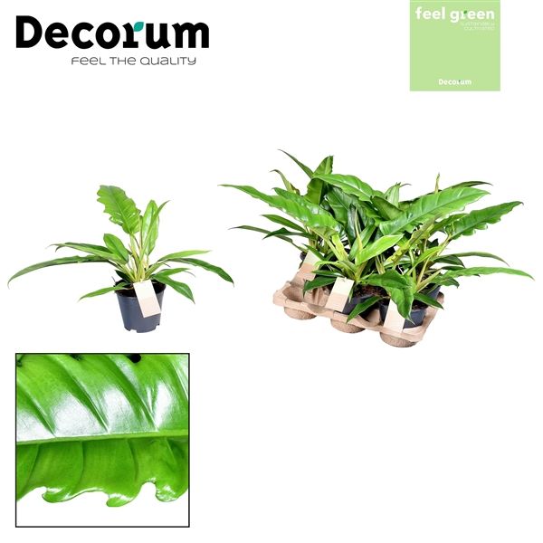 Горшечные цветы и растения оптом Philodendron Narrow Escape Feel Green (decorum) от 6шт из Голландии с доставкой по России