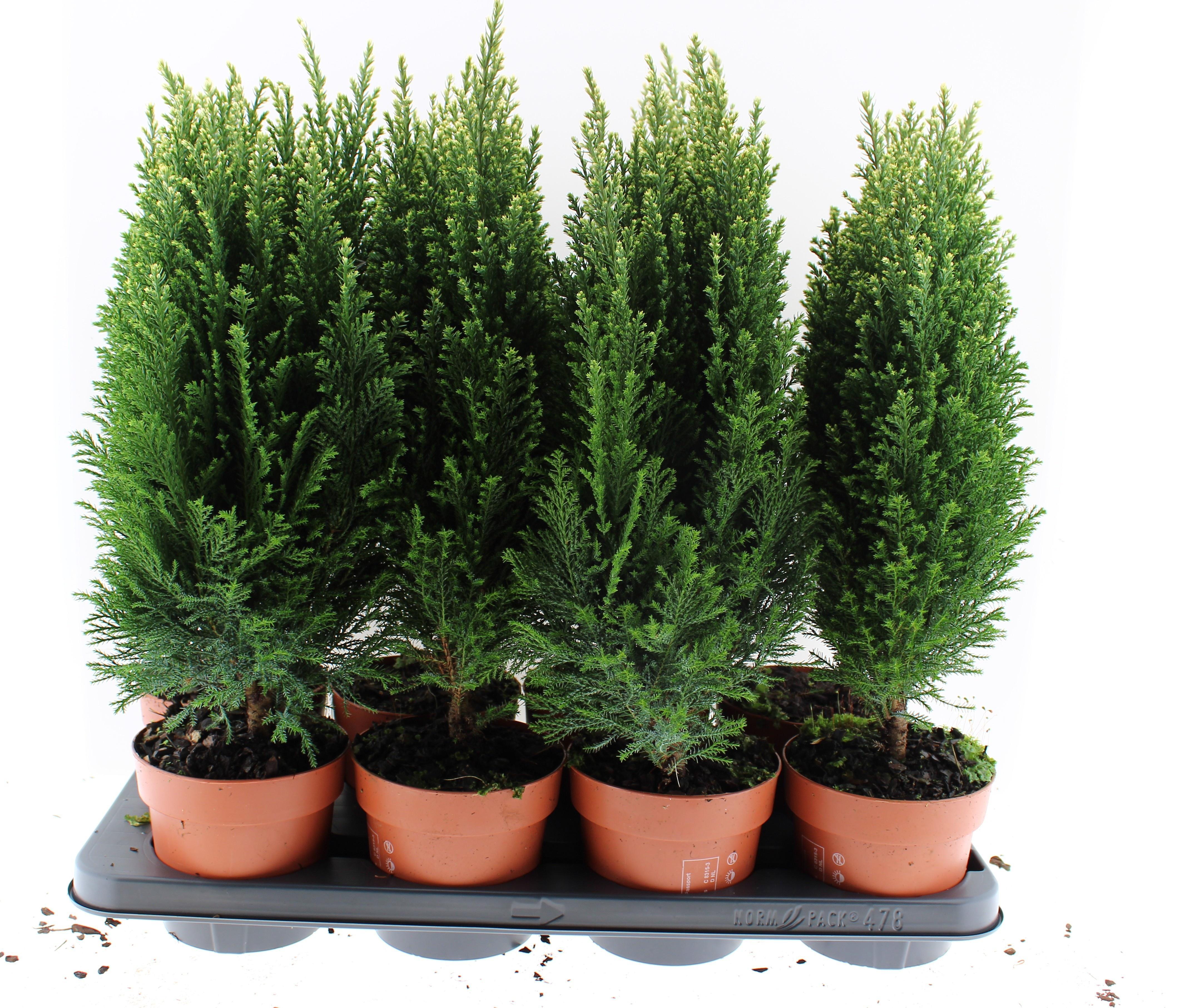 Горшечные цветы и растения оптом Chamaecyparis Law. Snow White от 8шт из Голландии с доставкой по России