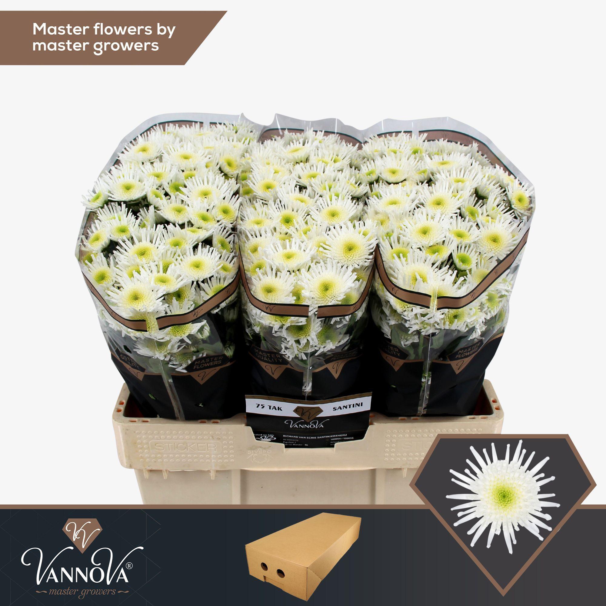 Срезанные цветы оптом Chrys sa maaradona от 75шт.. из Голландии с доставкой по России