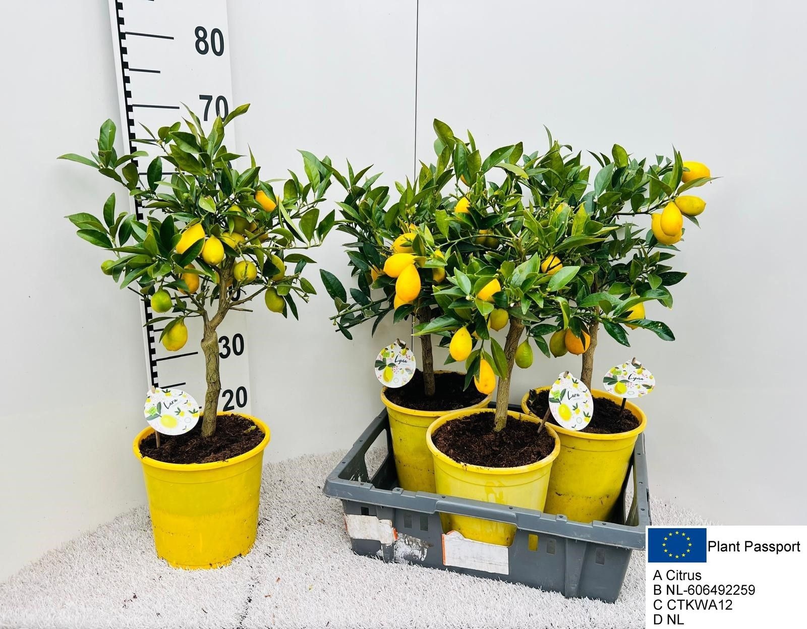 Горшечные цветы и растения оптом Citrof Floridana от 3шт (для телеги) из Голландии с доставкой по России