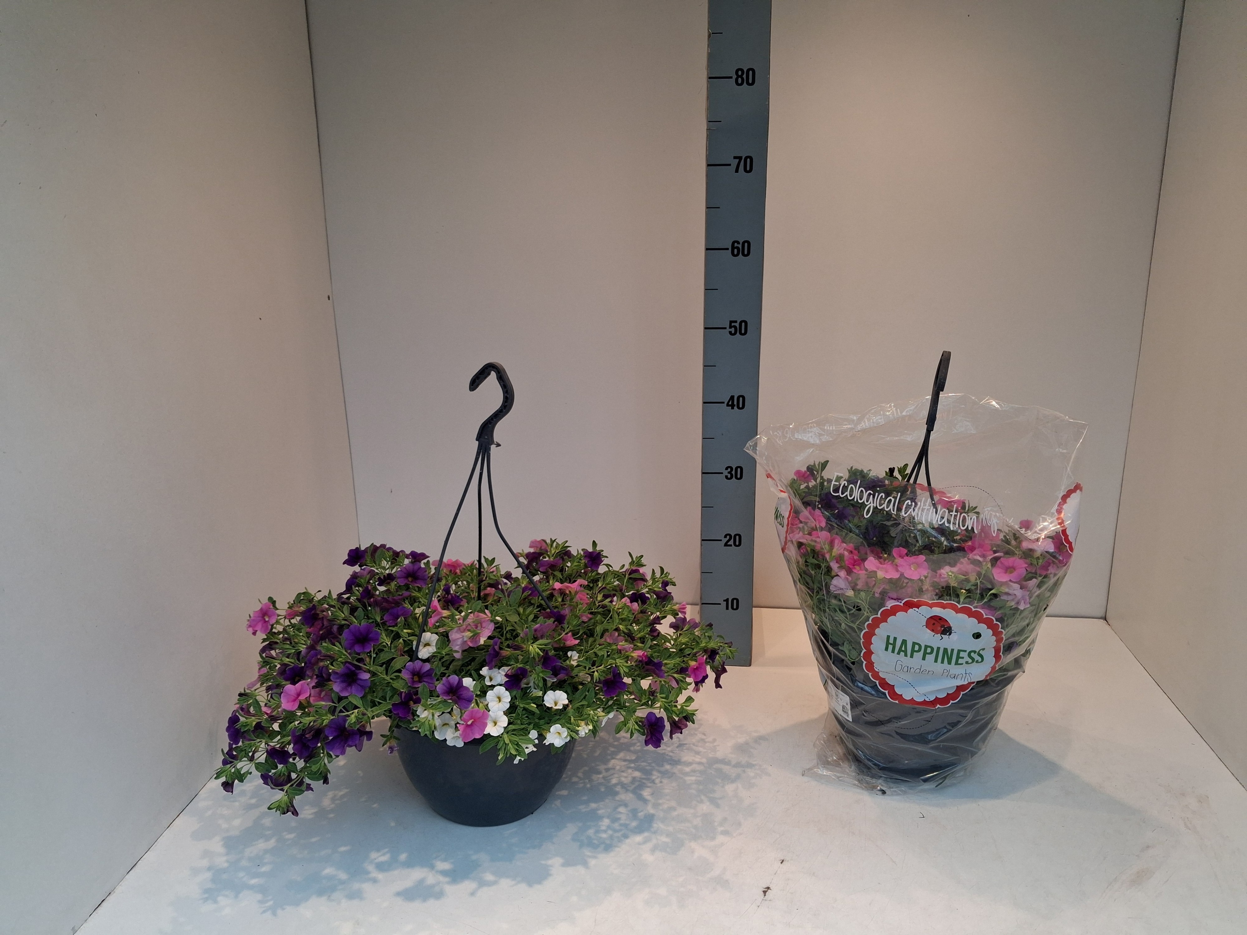 Горшечные цветы и растения оптом Perkpl Mixk от 1шт из Голландии с доставкой по России