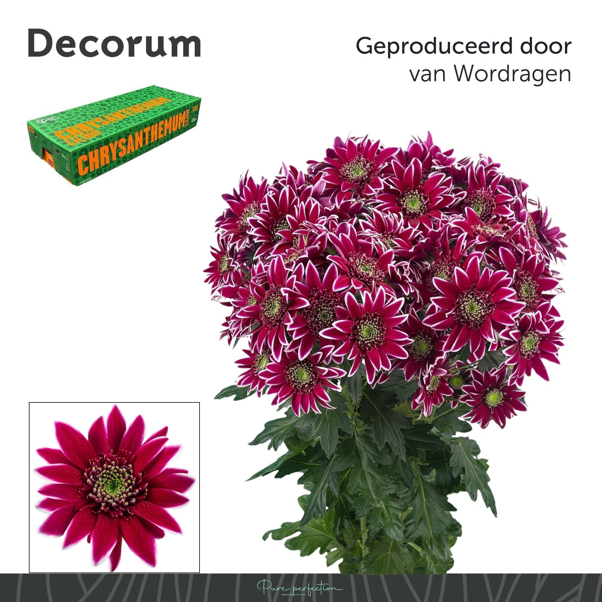 Срезанные цветы оптом Chrys sp bolte от 80шт из Голландии с доставкой по России